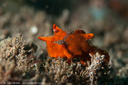 BD-140325-Dumaguete-3845-Antennarius-pictus-(Shaw.-1794)-[Painted-frogfish].jpg